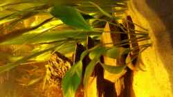 Anubias augustifolia