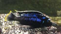 Metriaclima Msobo Magunga - Male