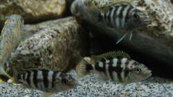 Petrotilapia Chitimba - Female