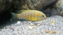 Tropheops Mauve - Male