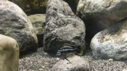 Dekoration im Aquarium Kaskazini´s Tank