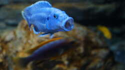 Melanochromis Kaskazini - Male