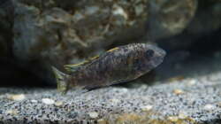 Labeotropheus Fuelleborni Chipoka - Female (OB)