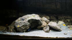 Dekoration im Aquarium Kaskazini´s Tank