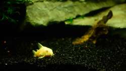 Aquarium Diskusbecken