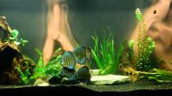 Aquarium Diskusbecken