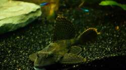 Aquarium Diskusbecken