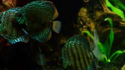 Aquarium Diskusbecken