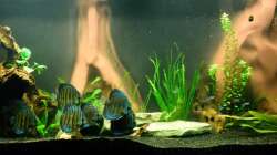 Aquarium Diskusbecken