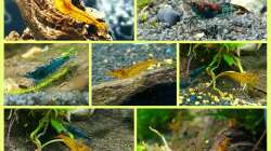 Meine 10 Garnelen sind eingezogen