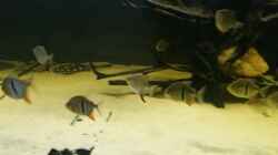 Besatz im Aquarium Predator Tank (Nur noch als Beispiel)
