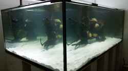 Aquarium Predator Tank (Nur noch als Beispiel)