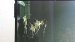 Besatz im Aquarium Namenlos