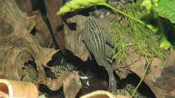 Besatz im Aquarium Namenlos