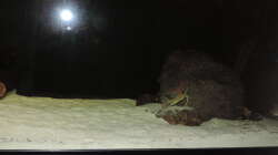 Dekoration im Aquarium Namenlos