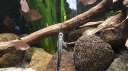 Besatz im Aquarium Namenlos