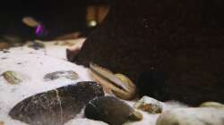 Crenicichla regani Apeu F1