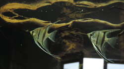 Besatz im Aquarium Namenlos