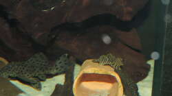 Besatz im Aquarium Namenlos