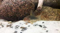 Corydoras gossei 