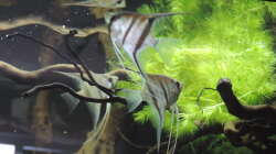 Besatz im Aquarium Namenlos