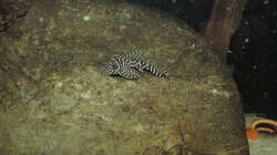 Besatz im Aquarium Namenlos