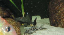 Besatz im Aquarium Namenlos