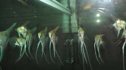 Besatz im Aquarium Namenlos