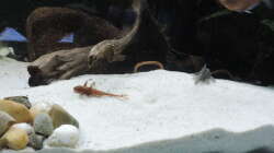 Besatz im Aquarium Namenlos