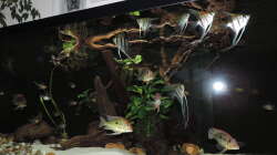 Besatz im Aquarium Namenlos