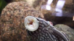 Besatz im Aquarium Namenlos