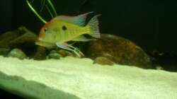 Besatz im Aquarium Namenlos