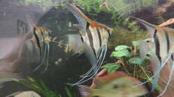 Besatz im Aquarium Namenlos