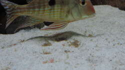 Besatz im Aquarium Namenlos