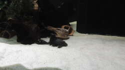 Besatz im Aquarium Namenlos