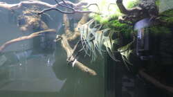 Besatz im Aquarium Namenlos