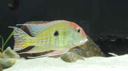 Männchen mit Larven im Maul