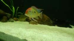 Besatz im Aquarium Namenlos