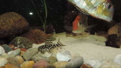 Besatz im Aquarium Namenlos