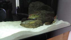 Besatz im Aquarium Namenlos