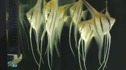 Besatz im Aquarium Namenlos