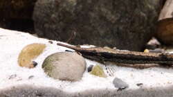 Besatz im Aquarium Namenlos