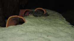 Besatz im Aquarium Namenlos