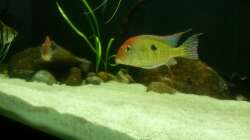 Besatz im Aquarium Namenlos