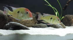 Besatz im Aquarium Namenlos