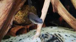 Crenicichla regani Apeu WF Männchen 