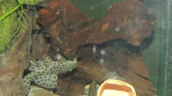 Besatz im Aquarium Namenlos