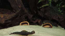 Besatz im Aquarium Namenlos