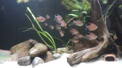 Besatz im Aquarium Namenlos