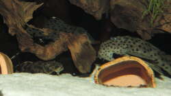 Besatz im Aquarium Namenlos